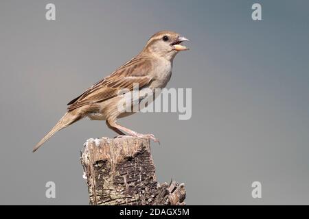 Passera italiana, passera Cisalpina (Passer italiae), vista laterale di una femmina adulta appollaiata su una recinzione pos, Italia Foto Stock