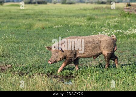 Mangalica, Mangalitsa, Mangalitza, Wooly Pig (Sus scrofa F. domestica), camminando a Puszta, Ungheria, Parco Nazionale Hortobagy Foto Stock