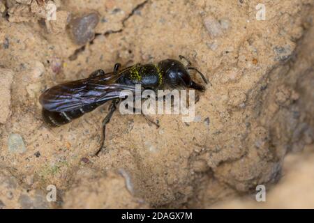 Forbice (Osmia florisonmis, Chelostoma florisomne), raccolta di filoni femminili per la chiusura del foro di nidificazione, Germania Foto Stock