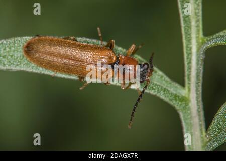 Fare clic sul barile (Denticollis linearis), siede su una foglia, Germania Foto Stock