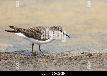 Stint di Temminck (Calidris temminckii), foraggio sul lato dell'acqua, vista laterale, Grecia, Lesbos Foto Stock