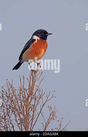 Stonechat comune (Saxicola rupicola, Saxicola torquata rupicola), maschio che percola su un'erba perenne, Sudafrica, Santuario degli uccelli di Marievale Foto Stock