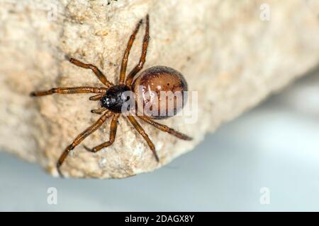 Ragno di hutch di coniglio, ragno a due punti (Steatoda bipunctata), siede su una pietra, Germania Foto Stock