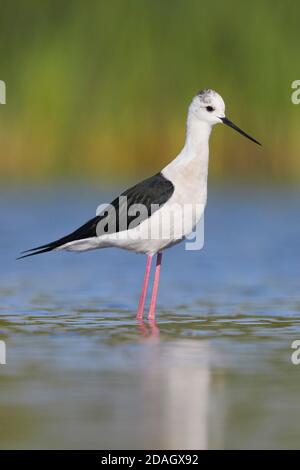 Palafitte alato nero (Himantopus himantopus), uomo adulto in piedi in acqua, Italia, Campania Foto Stock