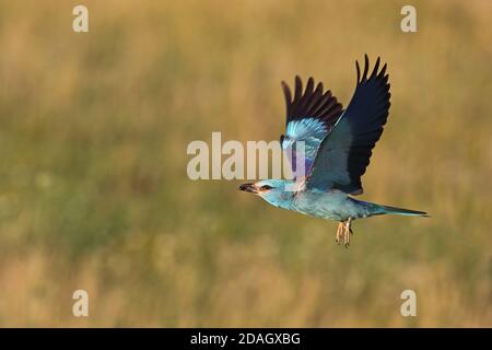 Rullo europeo (Coracias garrulus), che vola con un insetto nel conto, Ungheria, Parco Nazionale di Kiskunsag Foto Stock