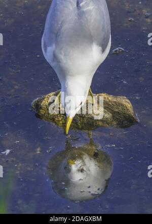 Mew gull, mew di mare (Larus canus), perches su una pietra in acque poco profonde e guardando il suo riflesso, Norvegia, Troms, Prestvannet, Tromsoe Foto Stock