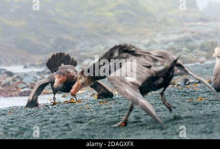 Il petrel gigante settentrionale, il petrel gigante, il petrel gigante di Hall (Macronectes halli), minacciando uccelli adulti, Australia, Tasmania, isola di Macquarie, Buckles Foto Stock