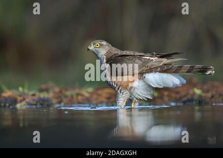 falco di passera settentrionale (Accipiter nisus), giovani si trova in acque poco profonde, Paesi Bassi, Overijssel, Ommen Foto Stock
