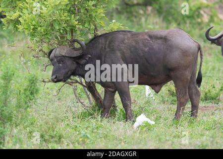 Bufalo africano (Sincerus caffer), maschio che graffia ad un arbusto, Sudafrica, Mpumalanga Foto Stock