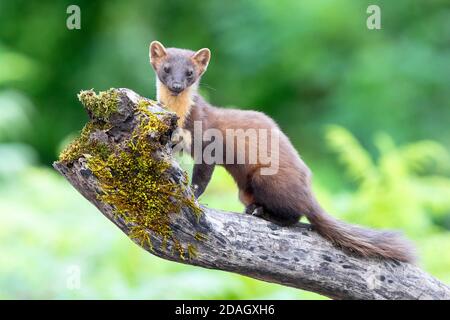 Martora di pino europea, martora di baum, martora dolce, martora europea, martora di pino (Martes martes), seduta su un tronco morto rotto, Italia, Campania Foto Stock