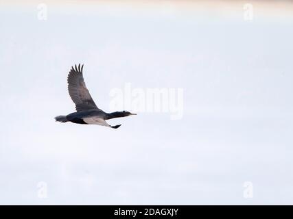 Pitt Shag, cormorano di Chatham, Shag dell'isola di Pitt, Shag di Featherstone (Phalacrocorax fleatherstoni), immaturo in volo, Nuova Zelanda, Isole Chatham, Foto Stock