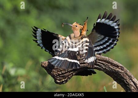 Hoopoe (Upupa epps), coppia che atterra su un ramo con mangime, Ungheria, Tiszaalpar Foto Stock