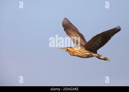 Bittero eurasiatico (Botaurus stellaris), in volo, Paesi Bassi, Frisia, Parco Nazionale di Lauwersmeer Foto Stock