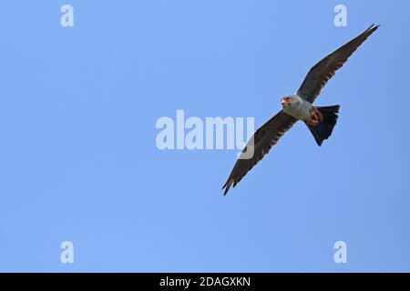 Falco rosso-footed occidentale (Falco vescinerus), uomo in volo, Ungheria, Parco Nazionale di Hortobagy Foto Stock