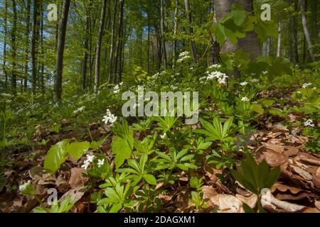 Bosco dolce (Galium odoratum), fiorente nella foresta primaverile, Germania Foto Stock