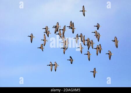 brent goose, brent goose (Branta bernica), flying flock, Olanda, Frisia, Westhoek Foto Stock