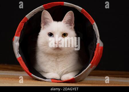 Il gatto bianco con iridum di eterocromia è sdraiato nel gatto tunnel e guardando la fotocamera Foto Stock