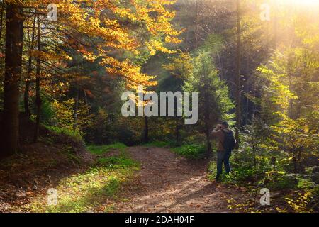 Fotografo scatta foto della foresta autunnale dei carpazi con raggi di luce calda che illumina il fogliame dorato e rosso Foto Stock