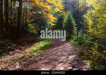 Autunno carpazi foresta con raggi di luce calda che illuminano il oro e foglie rosse Foto Stock