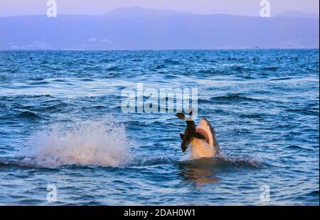 Il grande squalo bianco violazione dopo che la guarnizione, False Bay, Sud Africa Foto Stock
