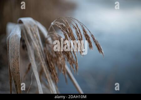 Colpo di closeup di wheatgrass essiccato sul campo Foto Stock