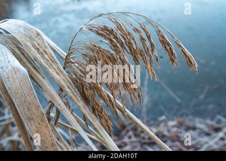 Colpo di closeup di wheatgrass essiccato sul campo Foto Stock