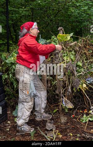 Issaquah, Washington, Stati Uniti. Donna che lancia viti di squash di fine stagione sul palo di composto. Foto Stock