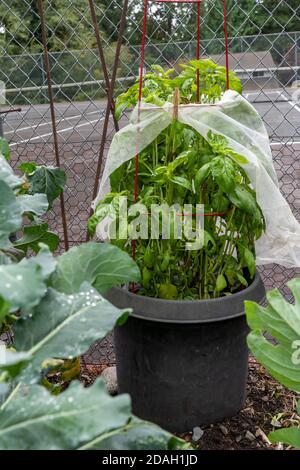 Issaquah, Washington, Stati Uniti. Pianta di basilico genovese che cresce in un contenitore. È uno dei basili più popolari per uso culinario, particolarmente per relativo Foto Stock