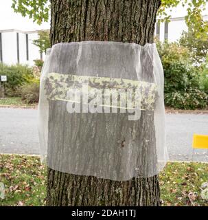 Nastro adesivo utilizzato per intrappolare le lanterne coperte in rete per evitare che gli uccelli vengano danneggiati. Foto Stock