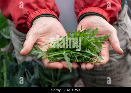 Issaquah, Washington, Stati Uniti. Donna che tiene una manciata di rucola appena raccolte. Foto Stock