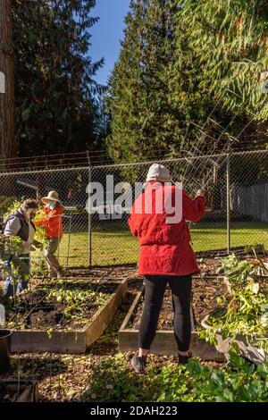 Issaquah, Washington, Stati Uniti. Donna che tiene gabbie di pomodoro e altre donne che fanno la pulizia del giardino di fine stagione in un giardino di comunità Foto Stock