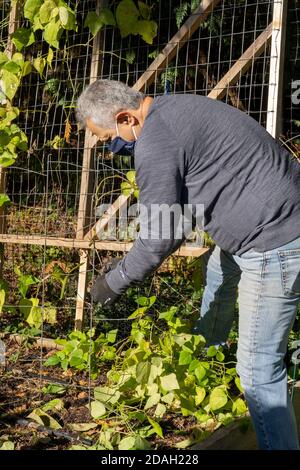Issaquah, Washington, Stati Uniti. Uomo che rimuove le viti del fagiolo verde del palo da un trellis come parte di pulizia di fine-di-stagione in un giardino della comunità. Foto Stock