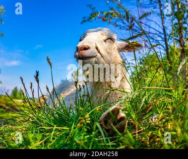 Carino agnello sorridente adagiato in erba verde su campo in giornata di sole. Pecore bianche felici godendo la vita in prato. Divertente animale rilassante alla natura. Fattoria estiva. Foto Stock