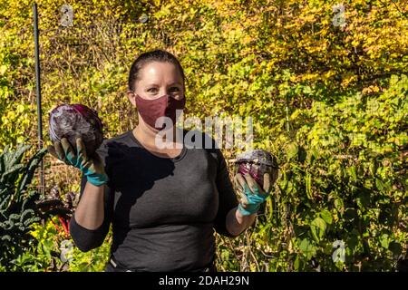 Issaquah, Washington, Stati Uniti. Donna che tiene due teste di cavolo rosso (viola) appena raccolto da un giardino comunitario. Foto Stock