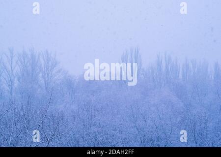 Inverno urbano paesaggio gelido - alberi innevati su sfondo foggoso, sfocato Foto Stock