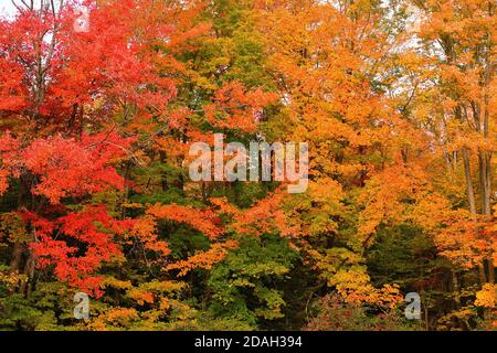 Trout Lake, Michigan, Stati Uniti. Gli alberi esplodono in una varietà di colori mentre l'autunno scende sulla penisola superiore del Michigan. Foto Stock