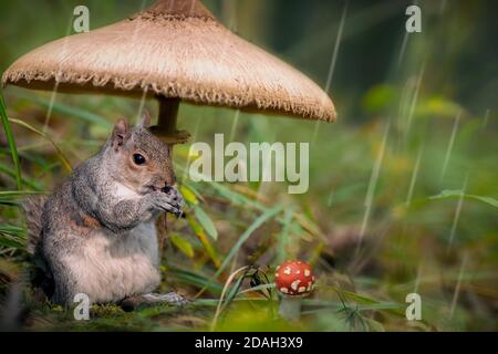 Scoiattolo che si nasconde sotto la pioggia sotto un grande fungo. Foto Stock