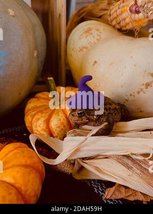 appena un rospo che gode alcune vibrazioni belle dell'autunno Foto Stock