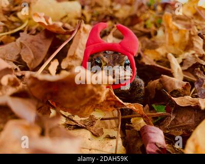 appena un rospo che gode alcune vibrazioni belle dell'autunno Foto Stock