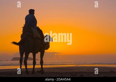 Uomo che cavalca il cammello sulla spiaggia al tramonto, Essaouira, Marocco Foto Stock