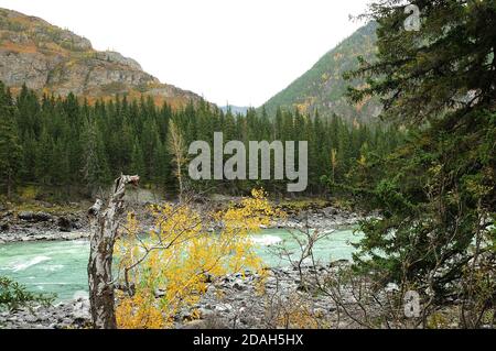 Tronco di betulla rotto circondato da alti pini sulla riva rocciosa di un fiume di montagna turbolento. Katun, Altai, Siberia, Russia. Foto Stock