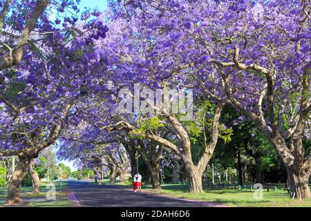 Jacaranda alberi, Jacaranda mimosifolia in fiore formando un baldacchino sulla strada. Ci sono due persone che camminano lungo la strada. Bacon Street, Grafton, Foto Stock