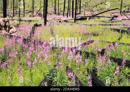 Collina con fireweed Foto Stock