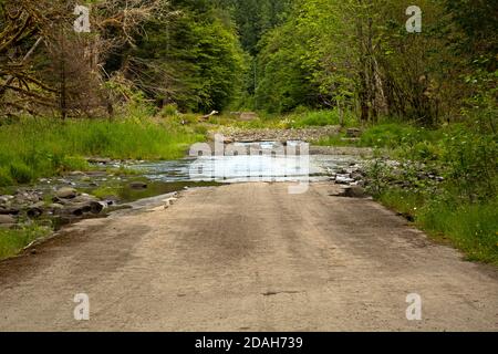 WA18023-00...WASHINGTON - la Elwha River Road allagata dal fiume Elwah quando rilasciata dalla diga di Glines Canyon nel 2012, nel Parco Nazionale Olimpico. Foto Stock