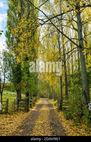 Pista di fattoria fiancheggiata da alberi d'autunno nel cotswolds. Broadway, Worcestershire, Inghilterra Foto Stock