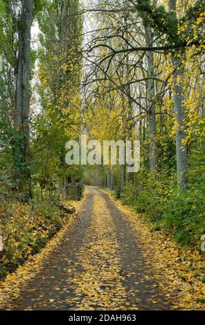 Pista di fattoria fiancheggiata da alberi d'autunno nel cotswolds. Broadway, Worcestershire, Inghilterra Foto Stock