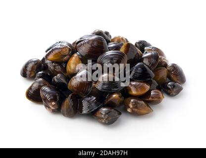 Una vongole d'acqua dolce posta su uno sfondo bianco. Primo piano Foto Stock