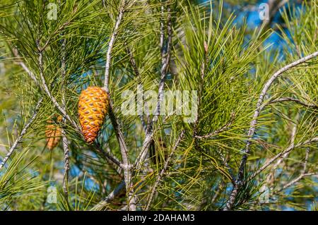 pinecone di Pinus halepensis, pino Aleppo, Catalogna, Spagna Foto Stock