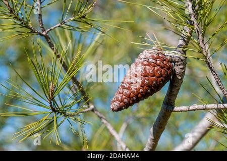 pinecone di Pinus halepensis, pino Aleppo, Catalogna, Spagna Foto Stock