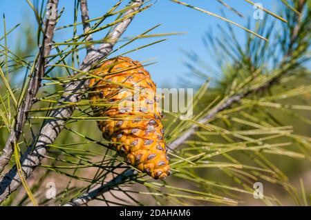 pinecone di Pinus halepensis, pino Aleppo, Catalogna, Spagna Foto Stock